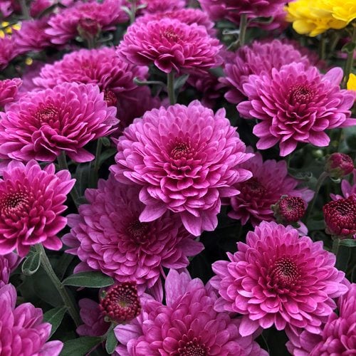 Dwarf Pink Chrysanthemum Flowering Live Plant - Pot with Flowers