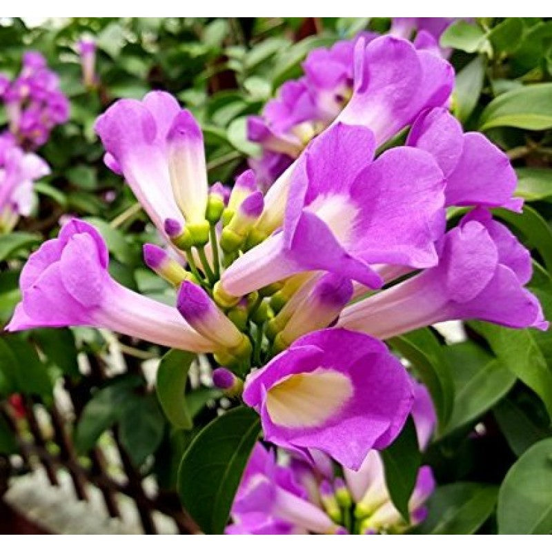 Garlic Vine (Mansoa Alliacea) Creeper/Climber Flowering Live Plant