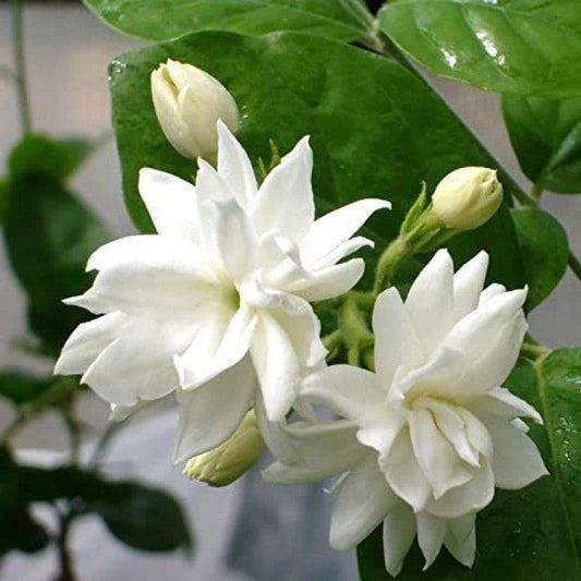 Narrow Petal Multi Jasmine All Time Flowering Rare Live Plant