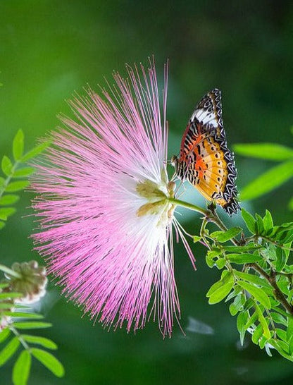 Calliandra Pink & White (Calliandra Surinamensis) All Time Flowering Live Plant
