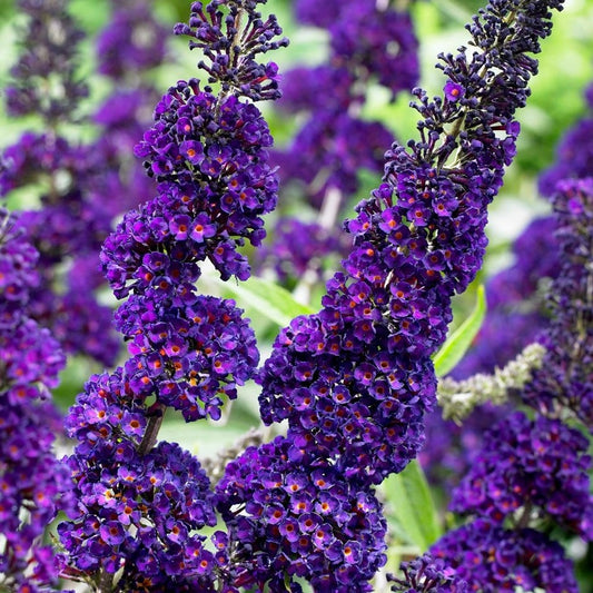 Butterfly Bush Dark Purple Flowering Live Plant