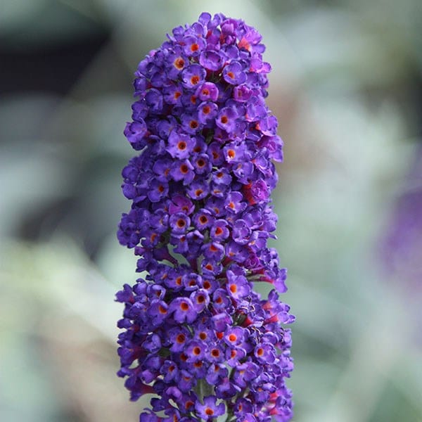 Butterfly Bush Dark Purple Flowering Live Plant