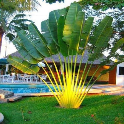 Traveller's Palm Live Plant