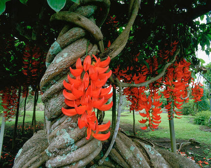 jade vine plant Buy Red Jade Vine Plant | Mucuna bennettii
