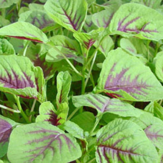 Organic Reshmi Amaranthus Seeds - Open Pollinated