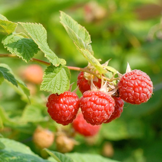 Idaeus Raspberry Raspberry (Rubus idaeus) Live Plant – Bloomica