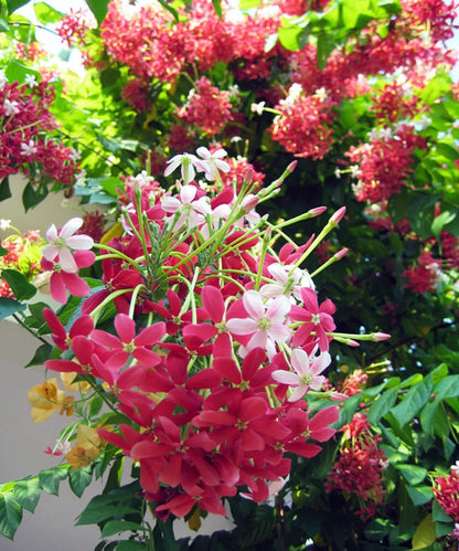 Bush Rangoon Dwarf Madhumalti (Combretum indicum) All Time Flowering Live Plant