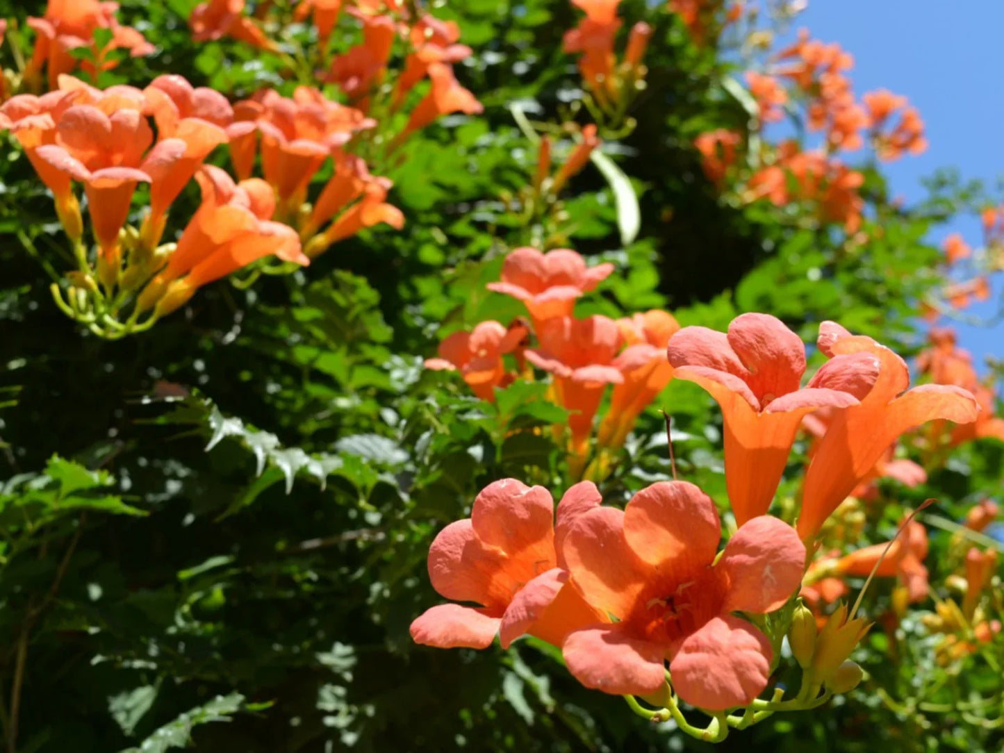 Orange Trumpet Vine / Tecoma (Campsis Radicans) Flowering Live Plant