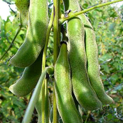 Organic Velvet Beans Seeds - Open Pollinated