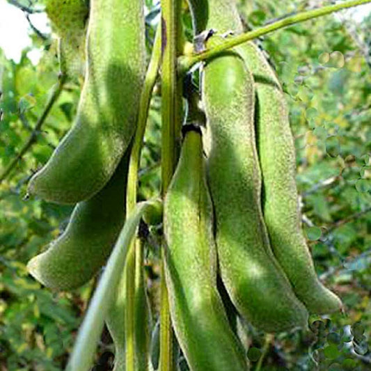 Organic Velvet Beans Seeds - Open Pollinated