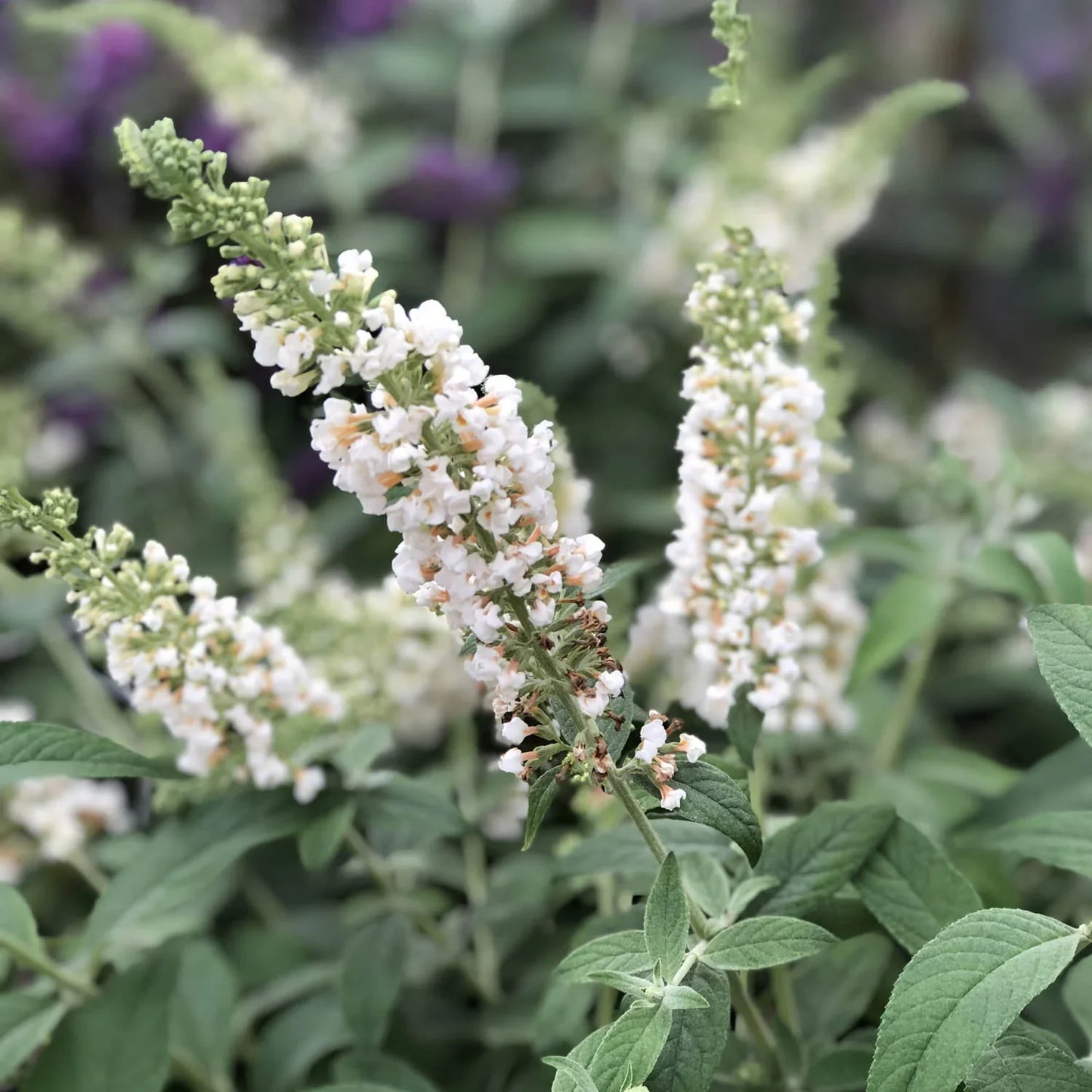 Butterfly Bush White Flowering Live Plant