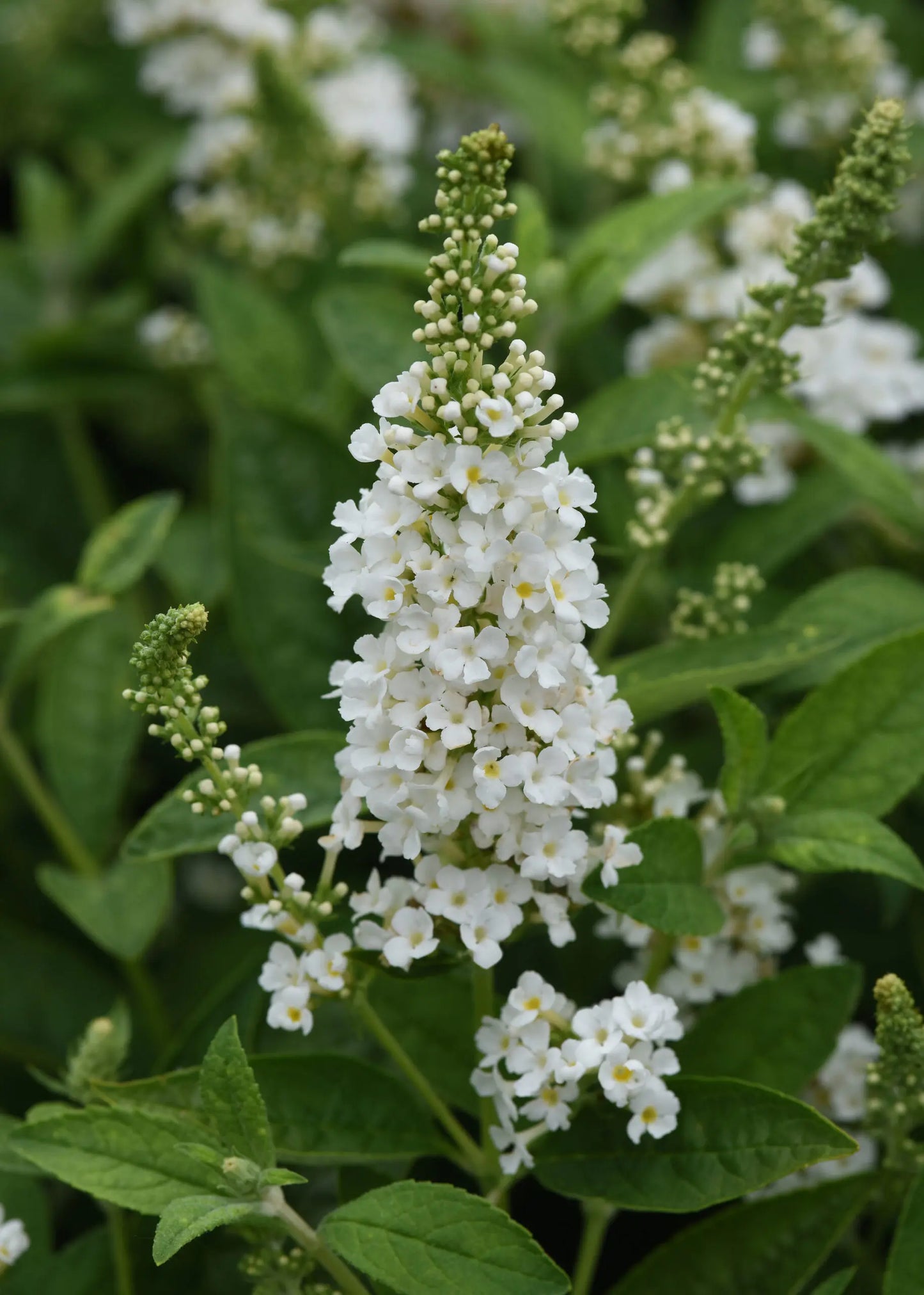 Butterfly Bush White Flowering Live Plant