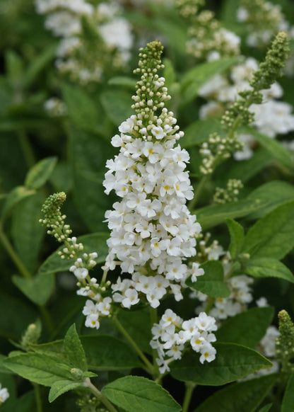 Butterfly Bush White Flowering Live Plant