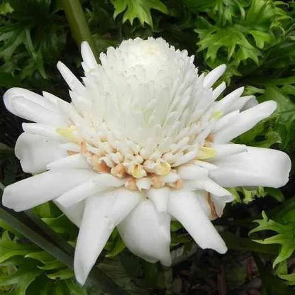 Torch Ginger Live Plants (Pack of 3) Red, Pink and White