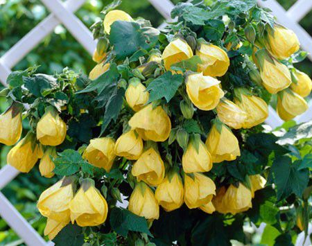 Yellow Lantern Hibiscus Flowering Live Plant
