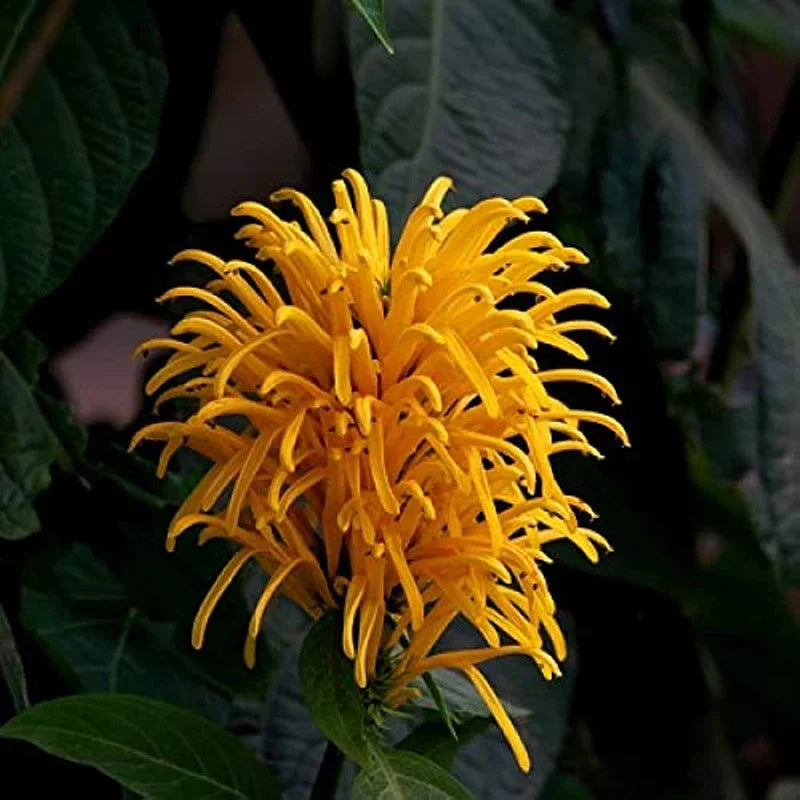 Jacobina All Time Flowering Live Plants (Pack of 3) Red, Pink and Yellow