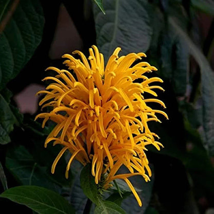 Jacobina All Time Flowering Live Plants (Pack of 3) Red, Pink and Yellow